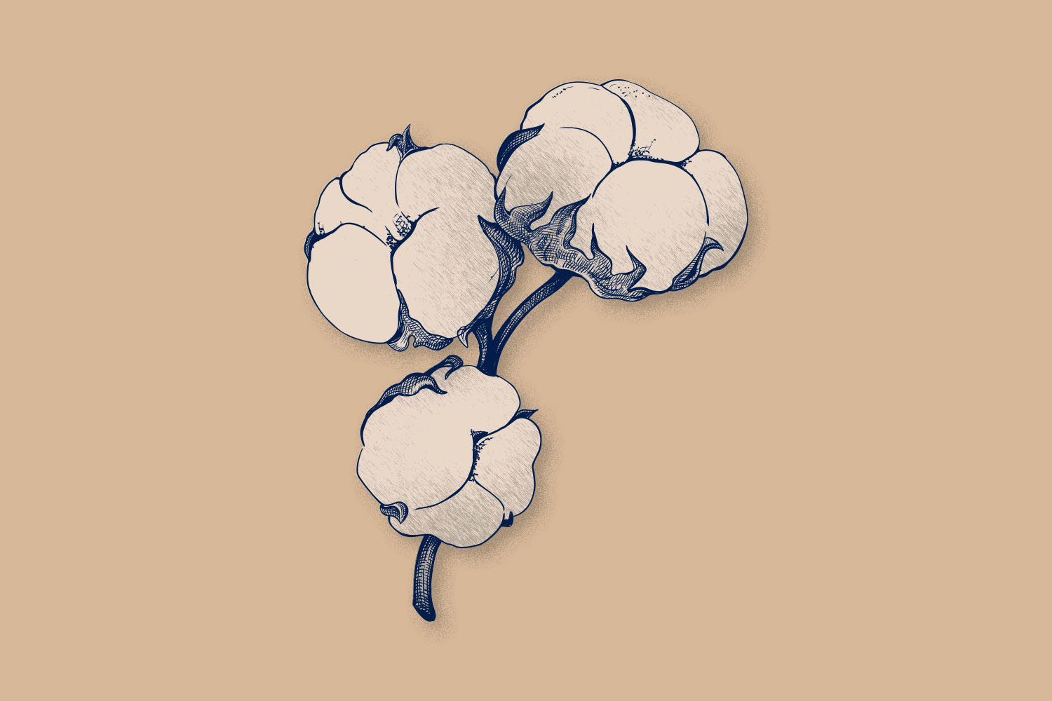 Illustration of a Egyptian cotton bolls